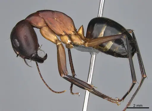 Camponotus mystaceus - CASENT0923653