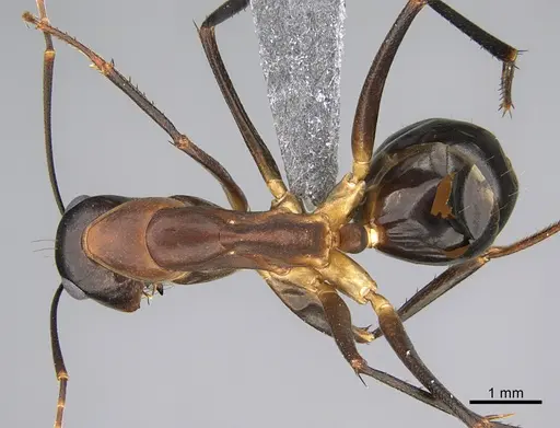 Camponotus mystaceus - CASENT0923654