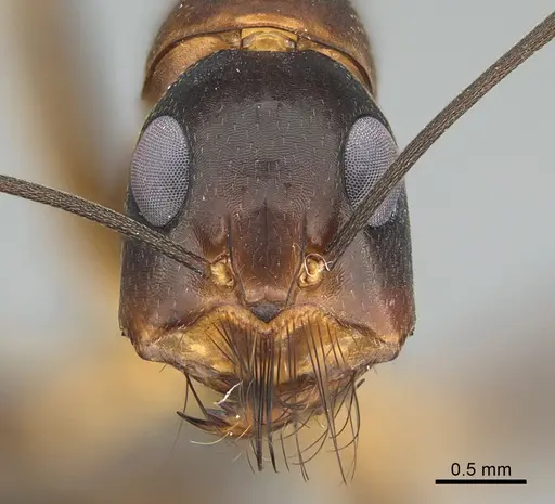 Camponotus mystaceus - CASENT0923654