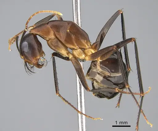 Camponotus mystaceus - CASENT0923654
