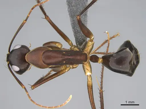 Camponotus mystaceus - CASENT0923655