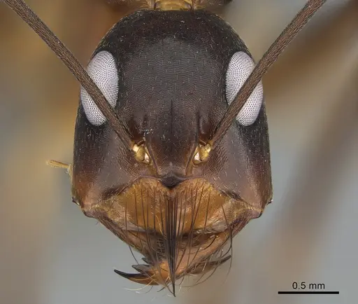 Camponotus mystaceus - CASENT0923655