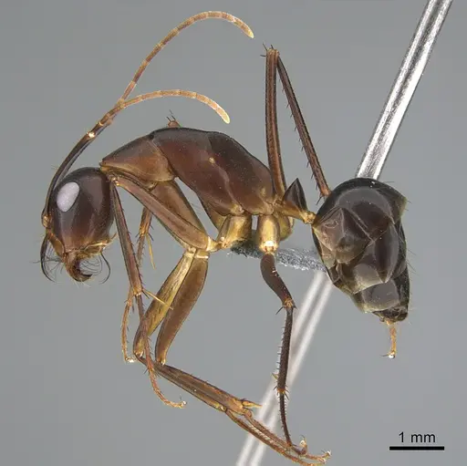 Camponotus mystaceus - CASENT0923655