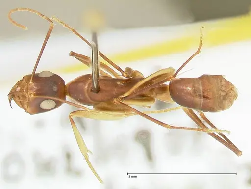 Camponotus mystaceus - FOCOL2344