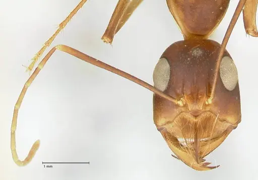 Camponotus mystaceus - FOCOL2344