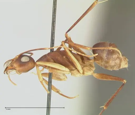 Camponotus mystaceus - FOCOL2344