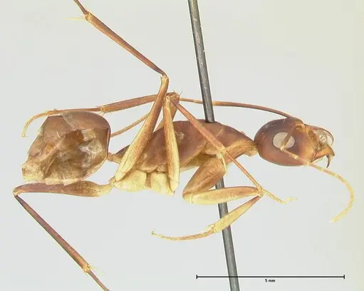 Camponotus mystaceus - FOCOL2344