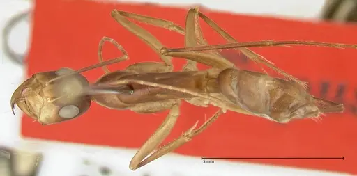 Camponotus mystaceus - FOCOL2345