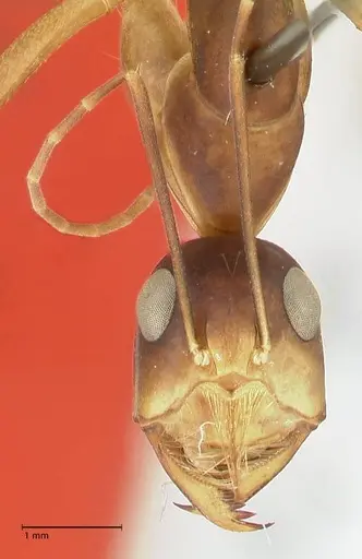 Camponotus mystaceus - FOCOL2345