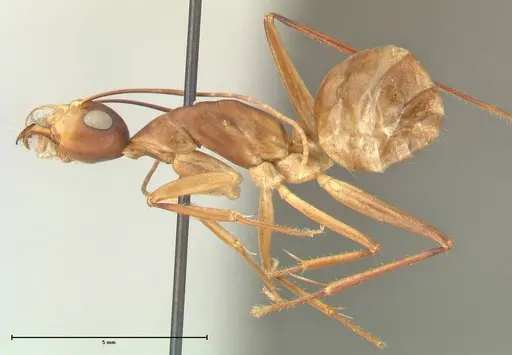 Camponotus mystaceus - FOCOL2345