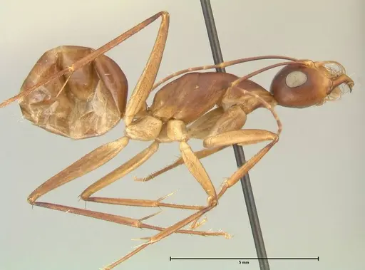 Camponotus mystaceus - FOCOL2345
