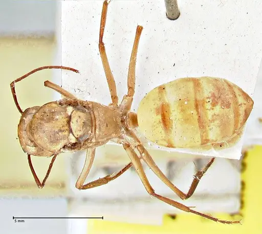 Camponotus mystaceus - FOCOL2948