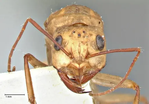 Camponotus mystaceus - FOCOL2948
