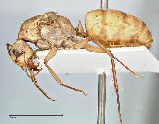 Camponotus mystaceus - FOCOL2948