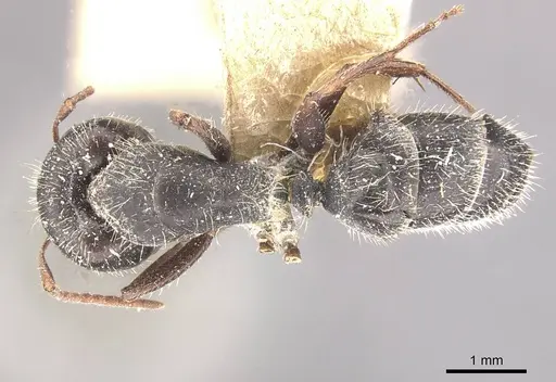 Camponotus naegelii specimen