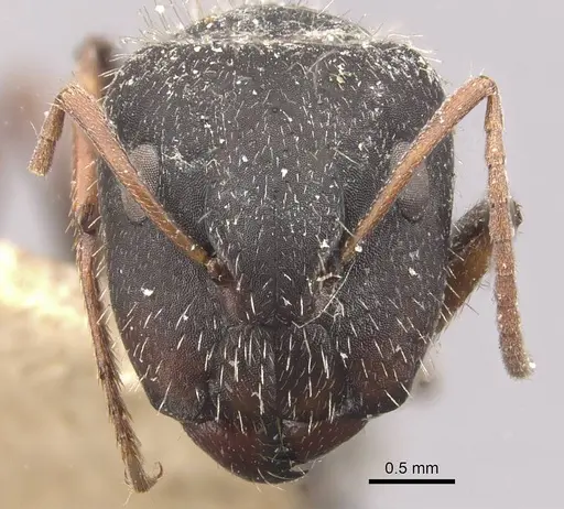 Camponotus naegelii specimen