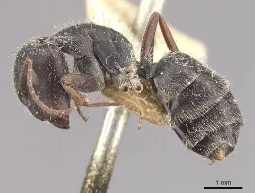 Camponotus naegelii specimen