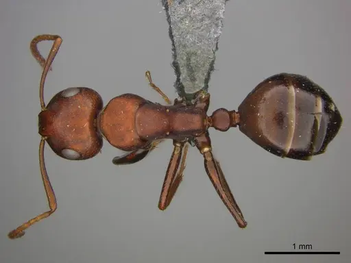 Camponotus namacola specimen