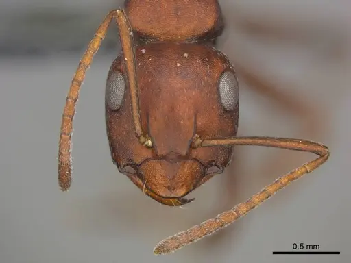 Camponotus namacola specimen