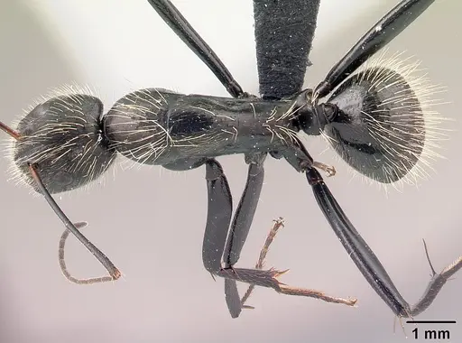 Camponotus nasicus specimen