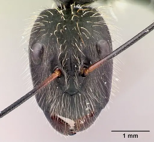 Camponotus nasicus specimen