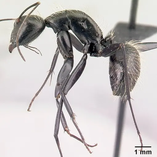 Camponotus nasicus specimen