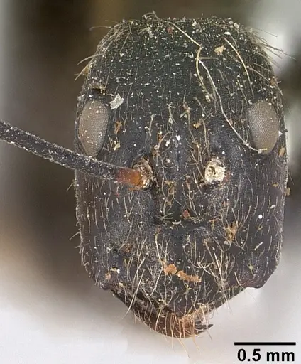 Camponotus nasicus - CASENT0101360