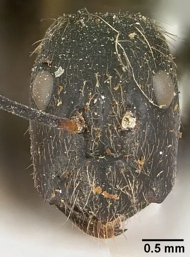 Camponotus nasicus - CASENT0101360