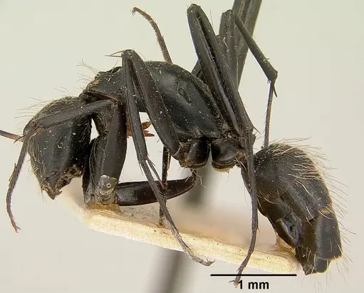 Camponotus nasicus - CASENT0101360