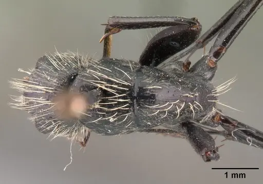 Camponotus nasicus - CASENT0101430