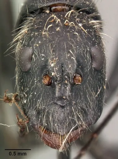 Camponotus nasicus - CASENT0101430