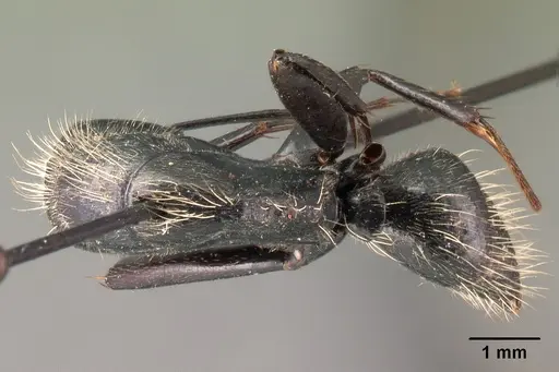 Camponotus nasicus - CASENT0101431