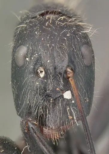 Camponotus nasicus - CASENT0101431