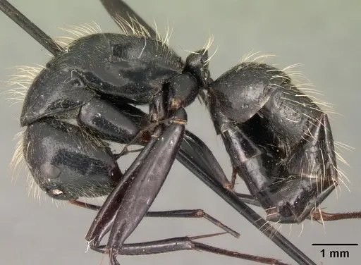 Camponotus nasicus - CASENT0101431