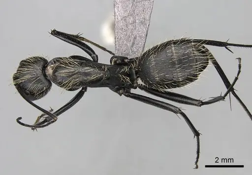 Camponotus nasicus - CASENT0840797