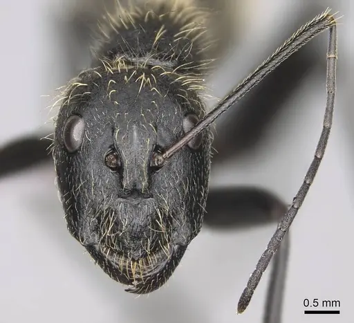 Camponotus nasicus - CASENT0840797