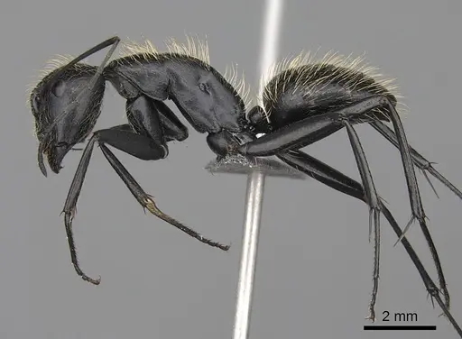 Camponotus nasicus - CASENT0840797