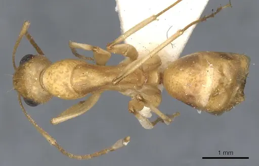 Camponotus nasutus specimen