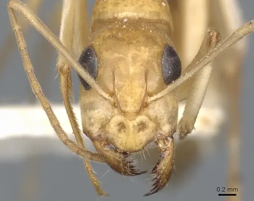 Camponotus nasutus specimen