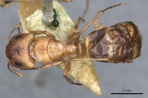 Camponotus nasutus - CASENT0903498