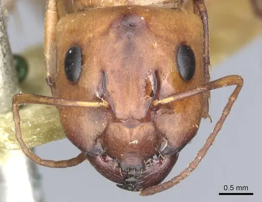 Camponotus nasutus - CASENT0903498