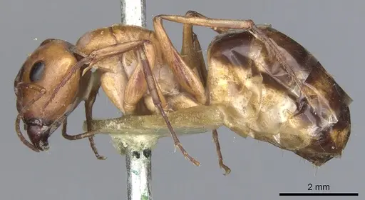 Camponotus nasutus - CASENT0903498