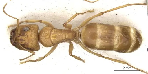 Camponotus nasutus - CASENT0903499