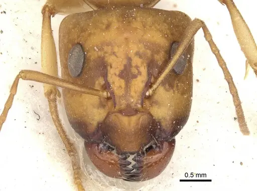 Camponotus nasutus - CASENT0903499