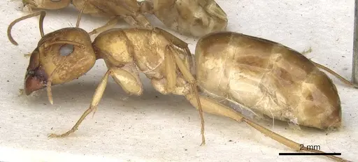 Camponotus nasutus - CASENT0903499