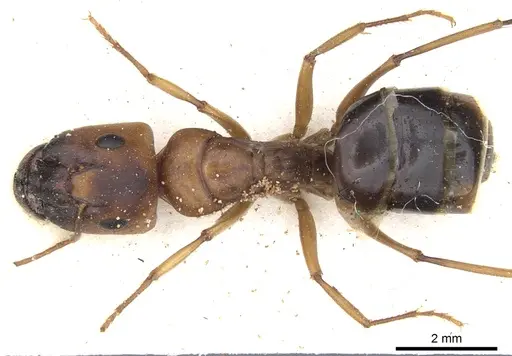 Camponotus nasutus - CASENT0903500