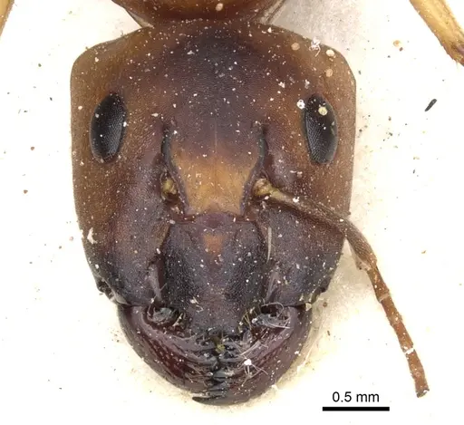 Camponotus nasutus - CASENT0903500