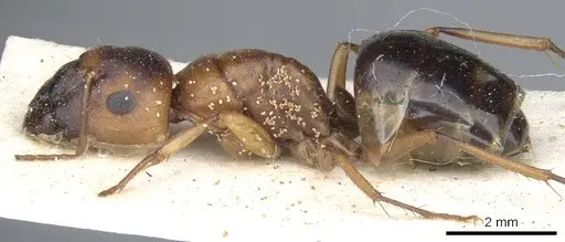 Camponotus nasutus - CASENT0903500