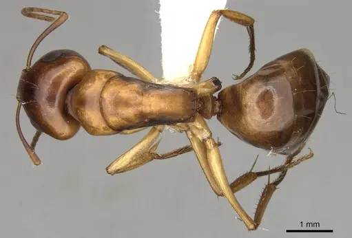 Camponotus nasutus - CASENT0906886