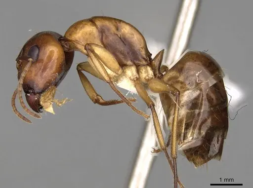 Camponotus nasutus - CASENT0906886